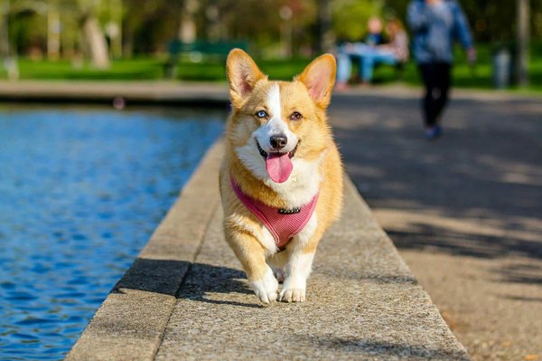 What Are the Best Training Strategies for Teaching a Corgi to Compete in Herding Trials?