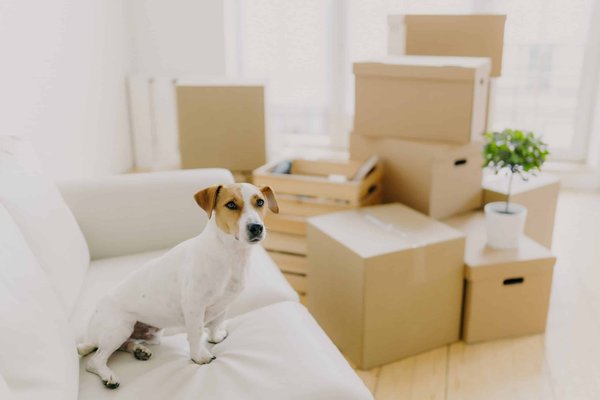 How to Arrange a Comfortable Car Ride for a Cat with Motion Sickness?